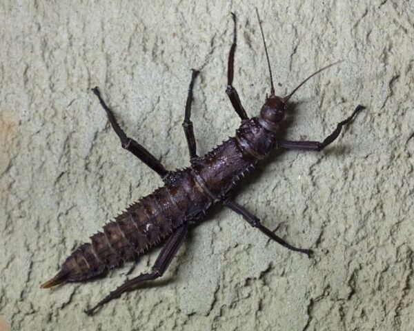 Eurycantha culcarata 'giant spiny'