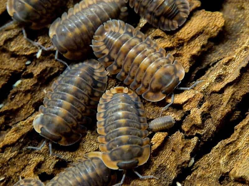 Nesodillo Red Tiger isopods