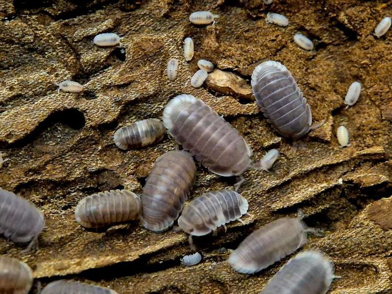 Cubaris Penguin Isopods