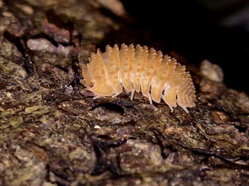 Cristarmadillidium muricatum Crystal Pineapple Isopod