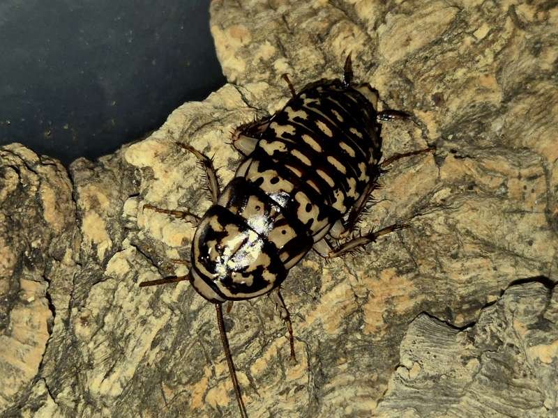 Neostylopyga rhombifolia Harlequin Cockroach