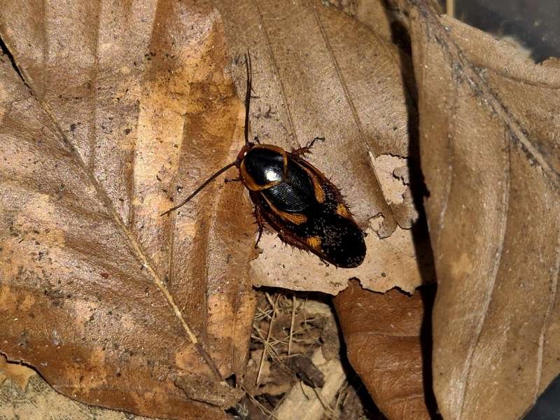 Eustegasta poecilia captive bred