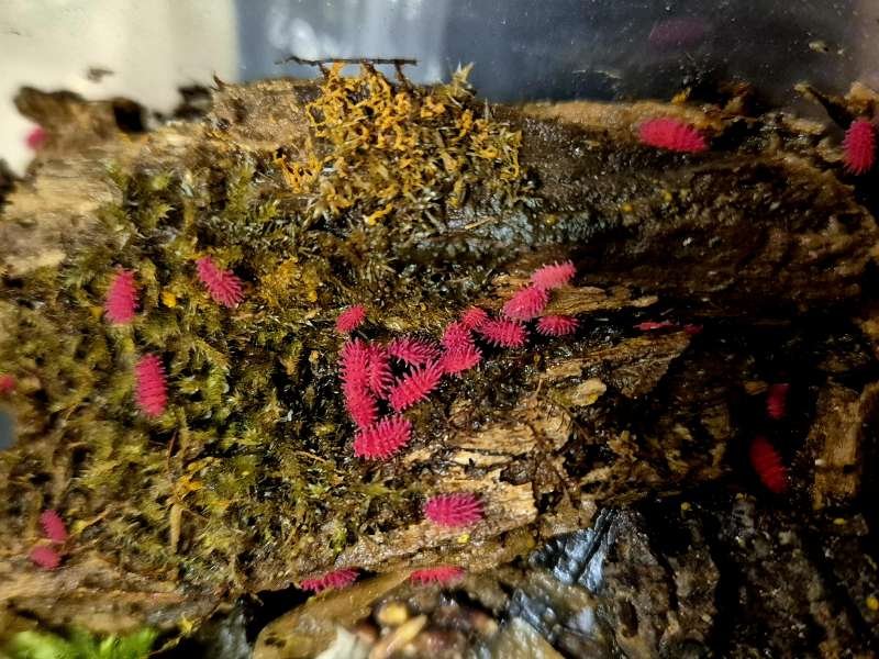 Rambutanura sp. Thai Red Spiky Springtail