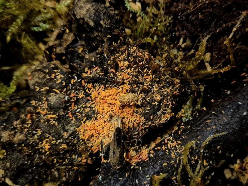 Yuukianura aphoruroides Orange Springtails