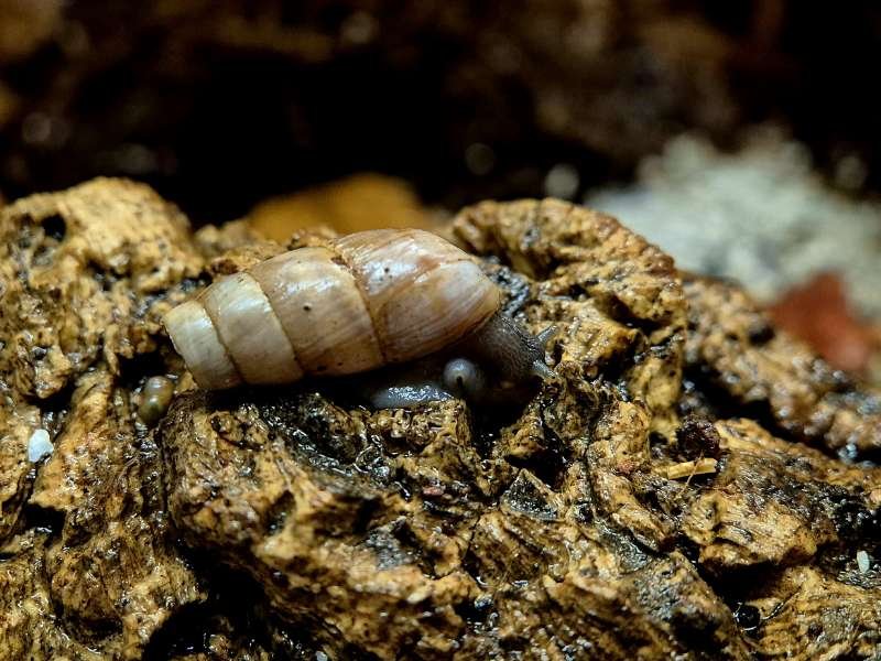 Rumina decollata Decollate Snail captive bred