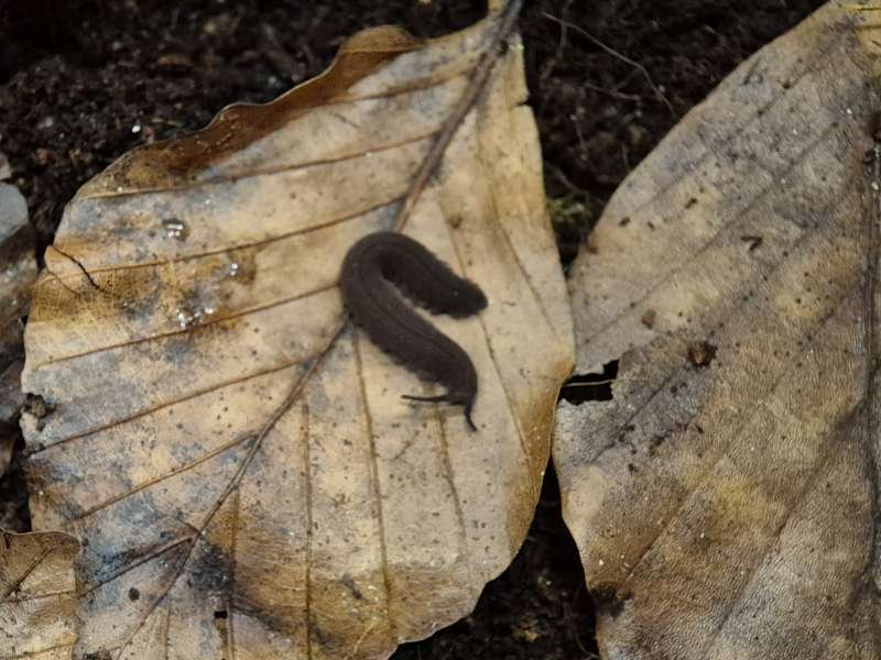Captive bred Eoperipatus totoro Velvet Worm hunting on leaf litter