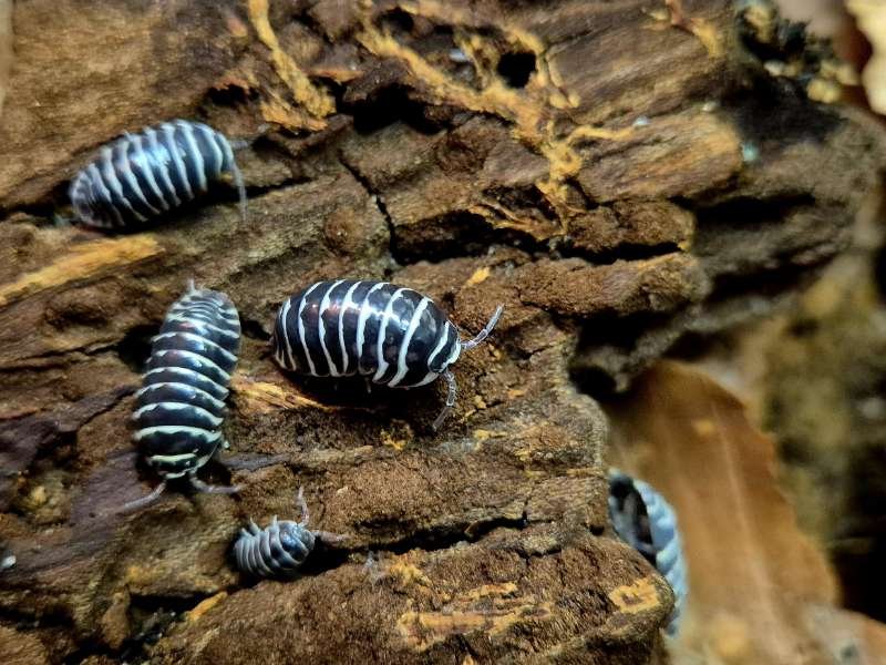 Armadillidium maculatum Zebra Isopod captive bred