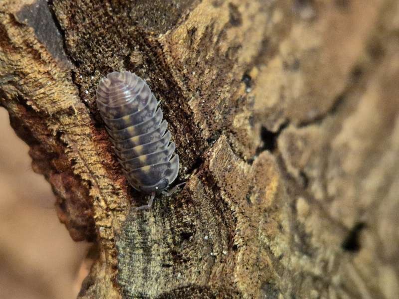 Cubaris Platin Tung Song Isopod