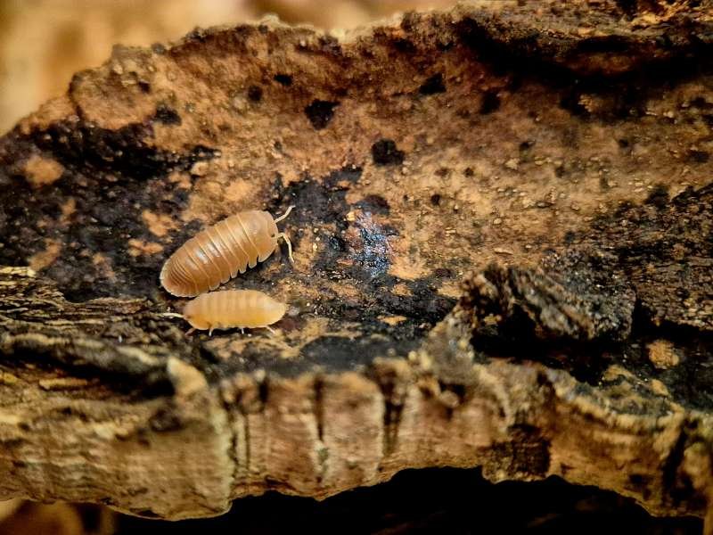 Cubaris murina Mandarin Isopod