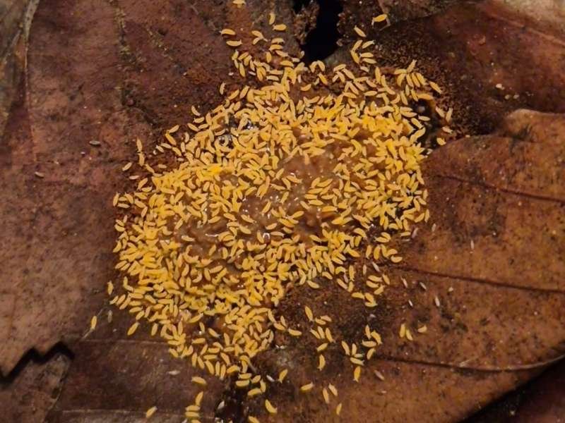 Ceratophysella Yellow Springtails