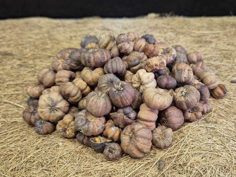 Putka Pods natural bioactive decor and food source