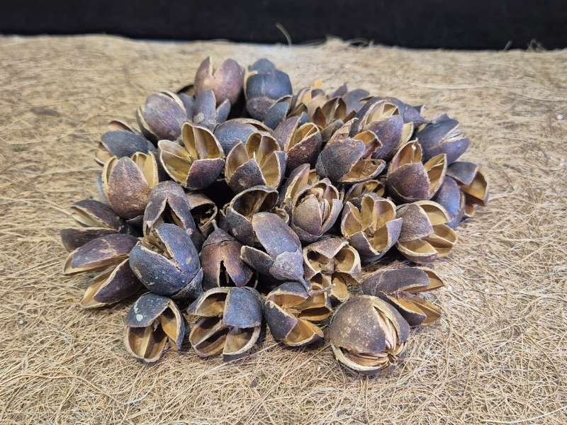Bakuli Pods natural bioactive decor and food source