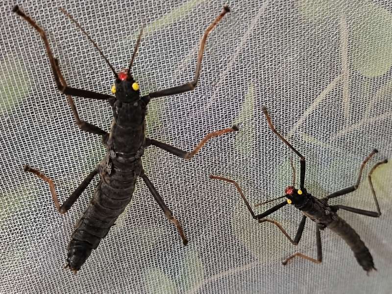 Peruphasma schultei Black Beauty Stick Insect male and female captive bred