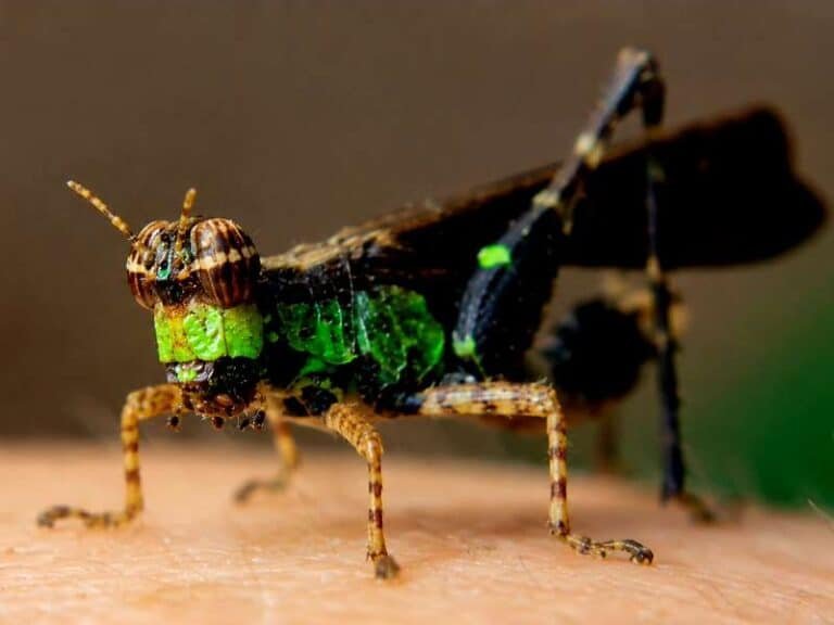 Grasshoppers and Katydids