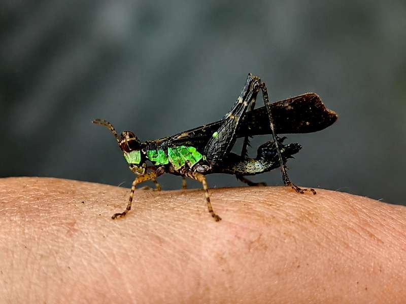 Erucius bifasciatus Monkey Faced Grasshopper male captive bred
