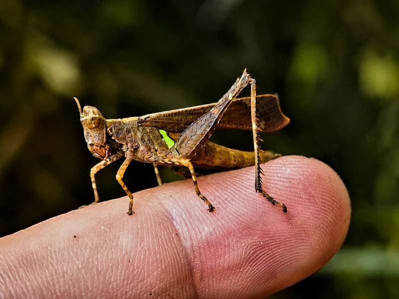 Erucius bifasciatus Monkey Faced Grasshopper female captive bred