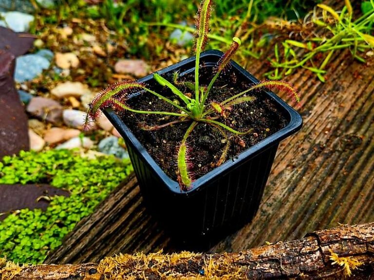 Plants