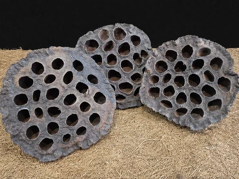 XL Dried Lotus Pods natural bioactive decor