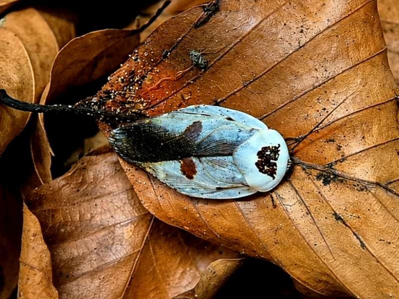 Captive bred Gyna caffrorum Chrome Roach adult on leaf litter
