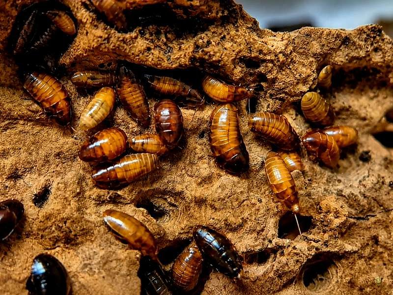 Captive bred Paraplecta minutissima Little Kenyan Roaches on cork bark