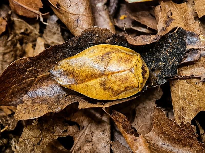 Captive bred Gyna lurida Yellow Porcelain Cockroach displaying vibrant golden yellow colouration