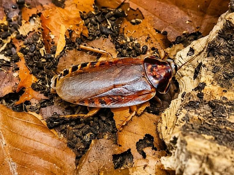 Captive bred Henschoutedenia flexivitta Giant Lobster Roach displaying distinctive markings