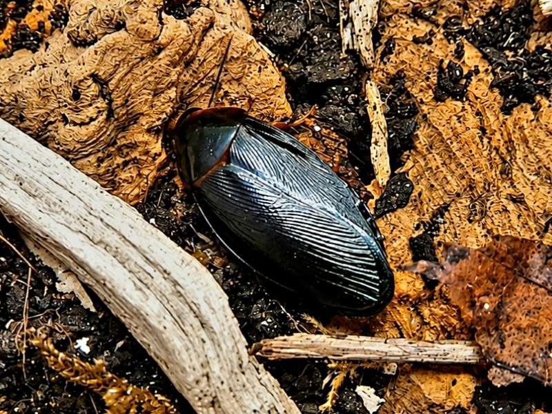 Captive bred Pycnoscelus nigra Shadow Roach adult on natural substrate