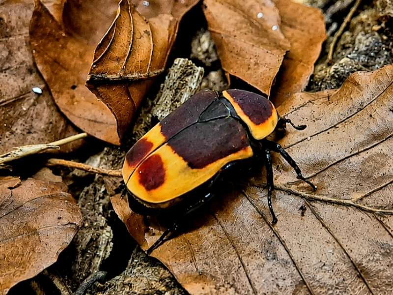 Captive bred Pachnoda marginata peregrina Sun Beetle displaying vibrant yellow, black and chestnut markings