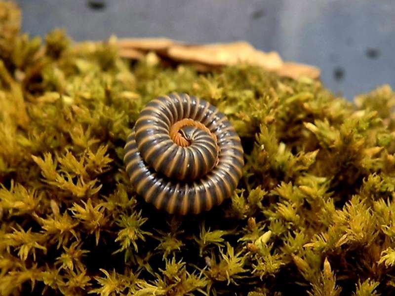 Captive bred Benoitolus siamensis Siamese Glow Millipede on natural moss.