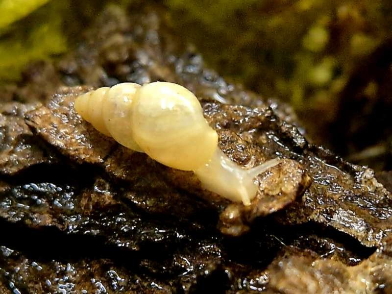 Captive bred Leptinaria unilamellata Obese Funnel Snail on bark