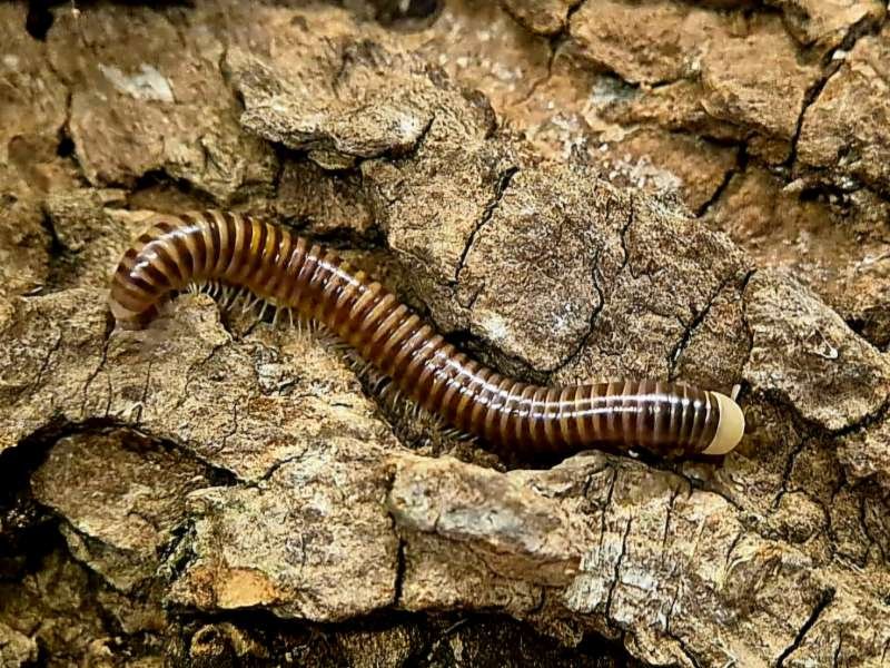 Captive bred Coxobolellus albiceps White Headed Millipede on bark
