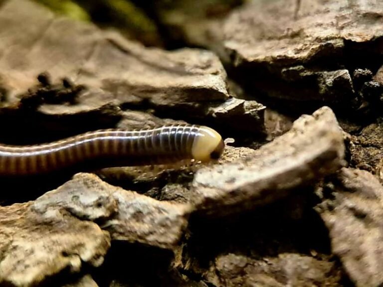 Millipedes and Centipedes