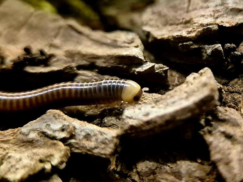 Captive bred Coxobolellus albiceps White Headed Millipede on bark