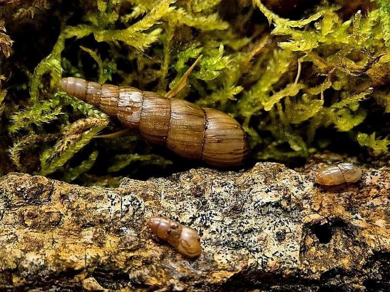 Captive bred Ceras dautzenbergi Dautzenberg Snail on cork bark