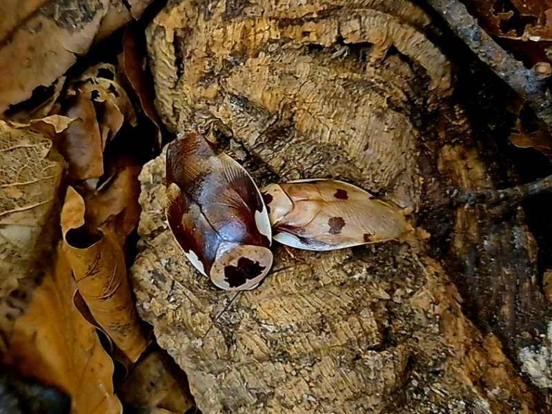 Captive bred Gyna centurio Porcelain Roach adults on cork bark