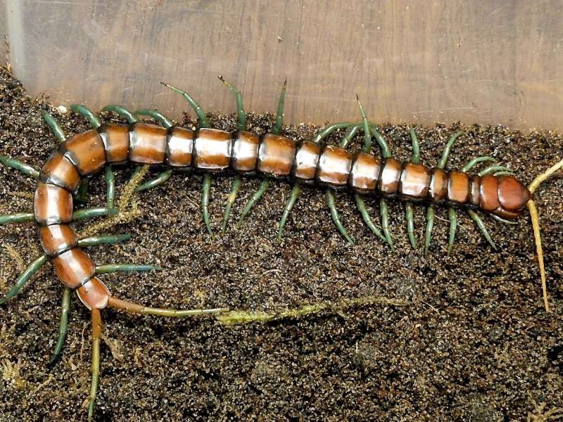 Captive bred Scolopendra subspinipes Mint Legs giant centipede displaying vivid mint green legs