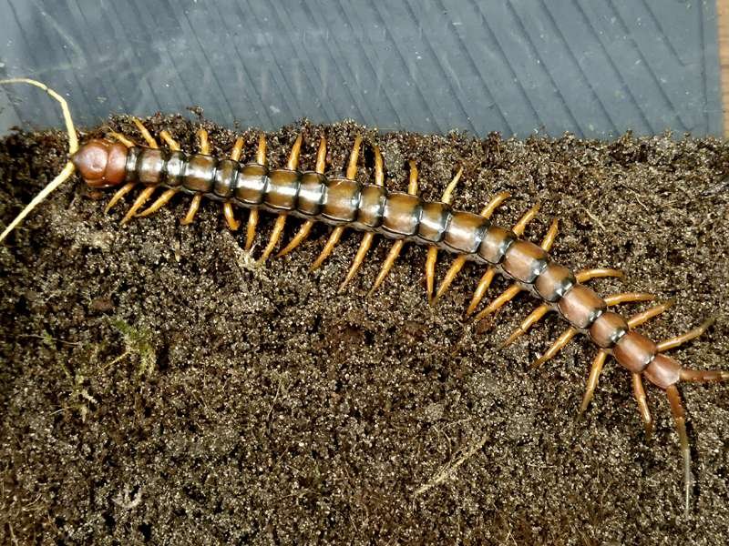 Captive bred Scolopendra subspinipes White Beard giant centipede displaying distinctive pale mouth parts and antennae.