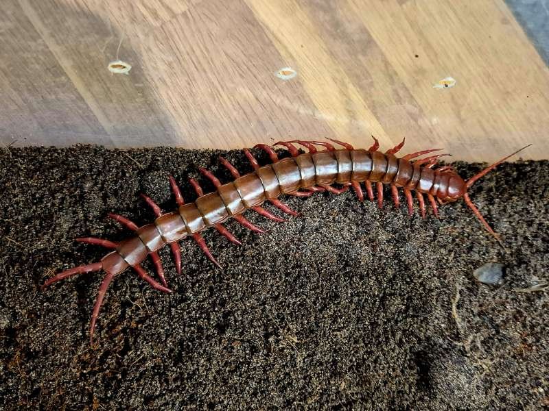 Captive bred Scolopendra dehaani Cherry Legs giant centipede displaying vivid red legs