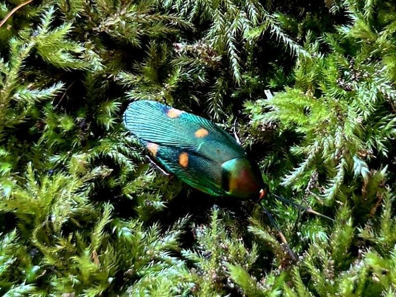 Captive bred Eustegasta buprestoides Four Spotted Jade Roach displaying metallic green colouration on green moss