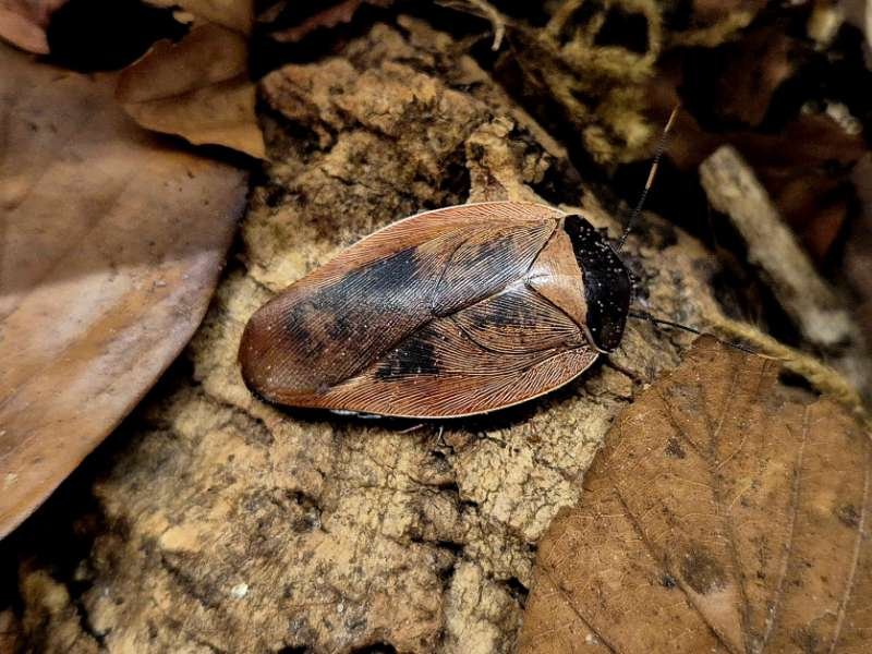 Captive bred Gyna capucina Pink Roach displaying soft pink and bronze colouration
