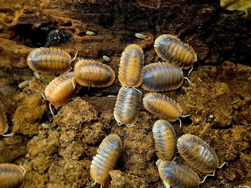 Troglodillo vex Isopods