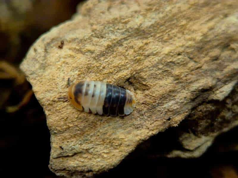 Cubaris White Shark Isopod