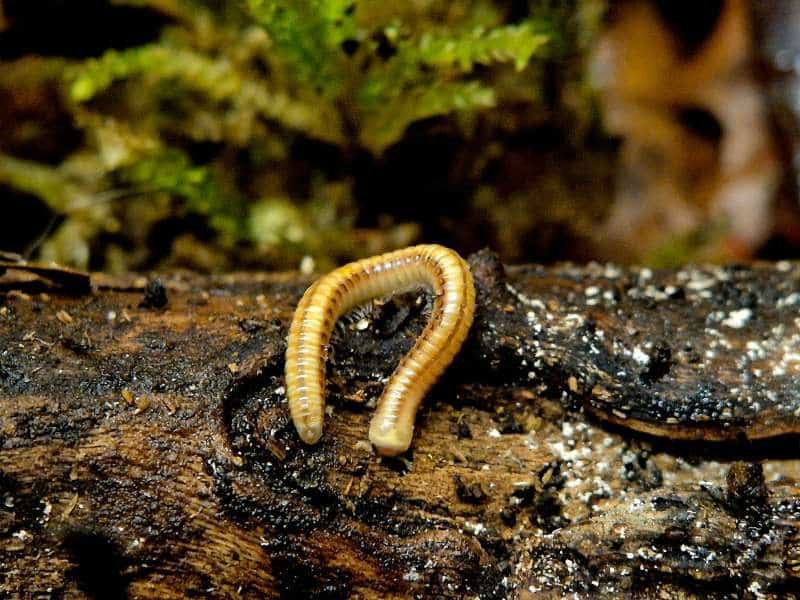 Paraspirobolus lucifugus Dwarf Luminous Millipede