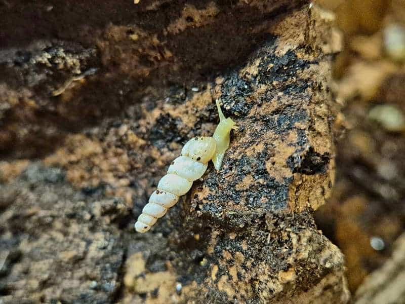 Octona subulina Unicorn Snail
