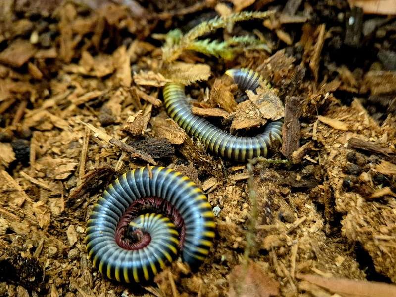 Anadenobolus monilicornis Bumble Bee Millipede