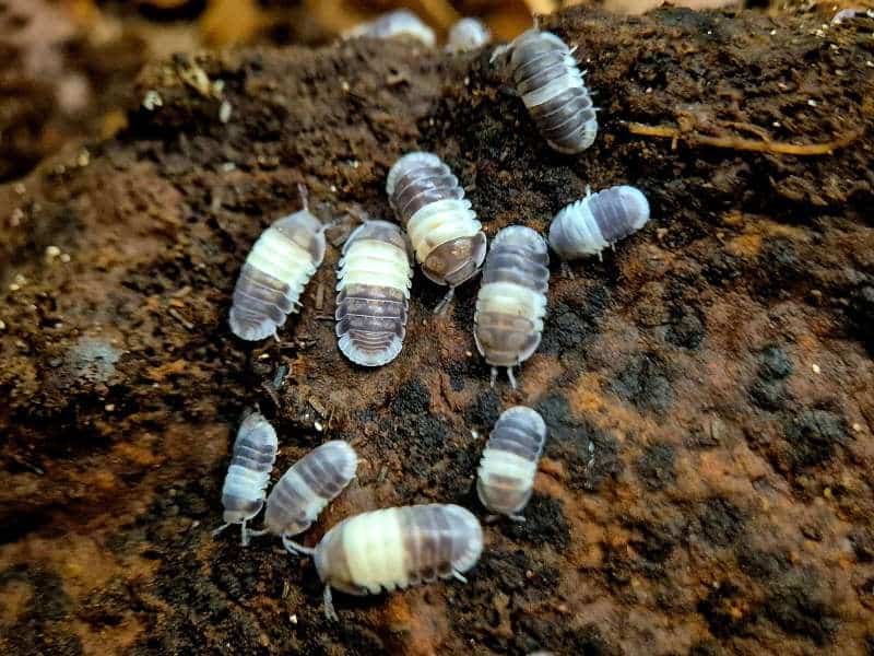 Cubaris Panda King Isopod