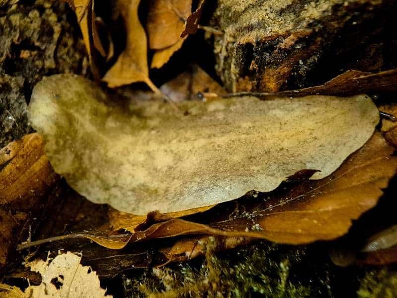 Veronicella sloanei Pancake Slug