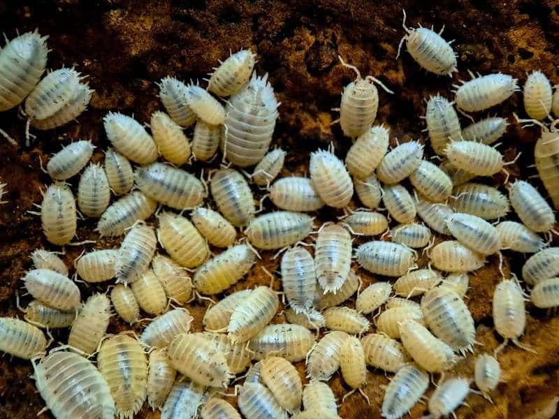 Porcellio laevis Snow White Isopod