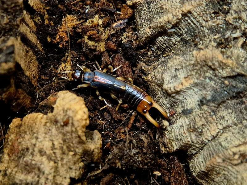 Labidura riparia Giant Shore Earwig