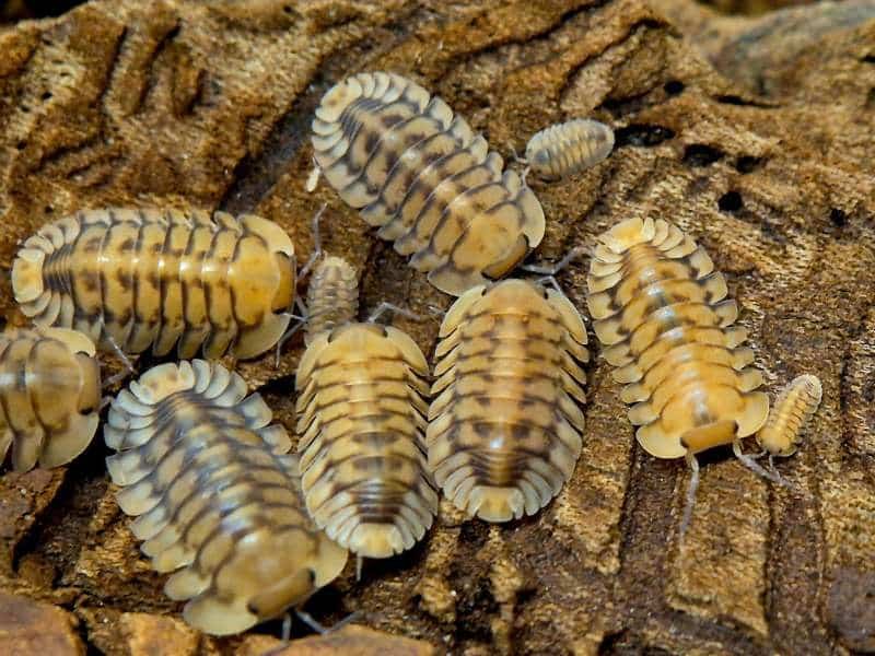 Nesodillo Yellow Tiger isopods